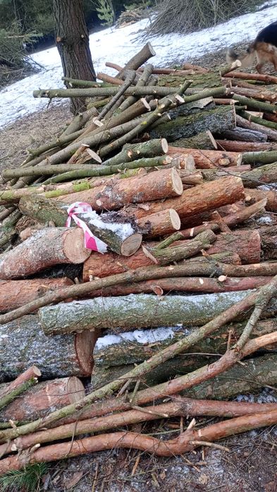 Sprzedam drzewo mieszane sosna