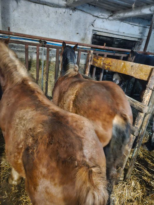 Sprzedam konie Zimnokrwiste