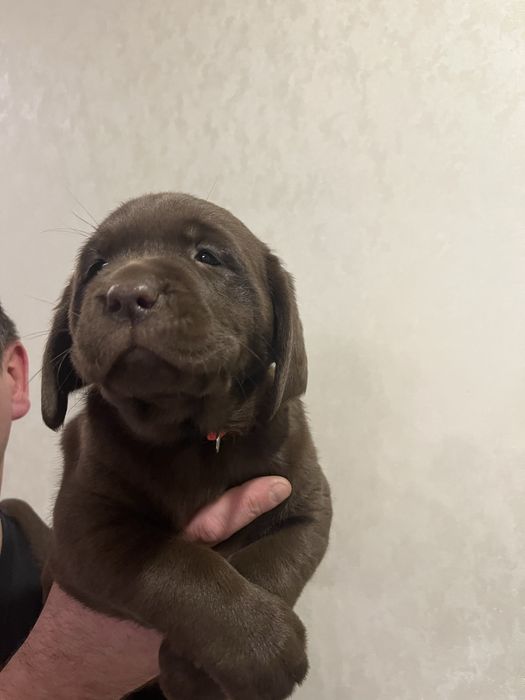 Лабрадор. Шоколадні. Цуценя