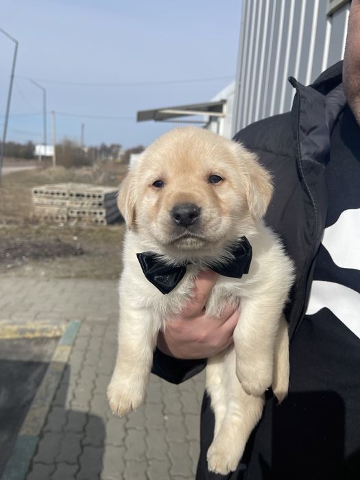 Милі лабрадорчики