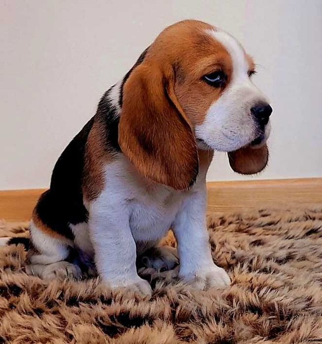 Piękny piesek Beagle tricolor z rodowodem