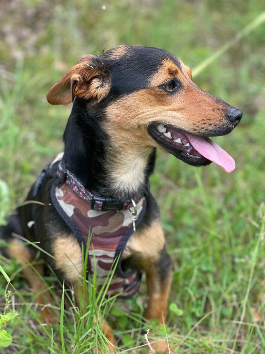 Maja- 8 kilogramowa sunia szuka domu!