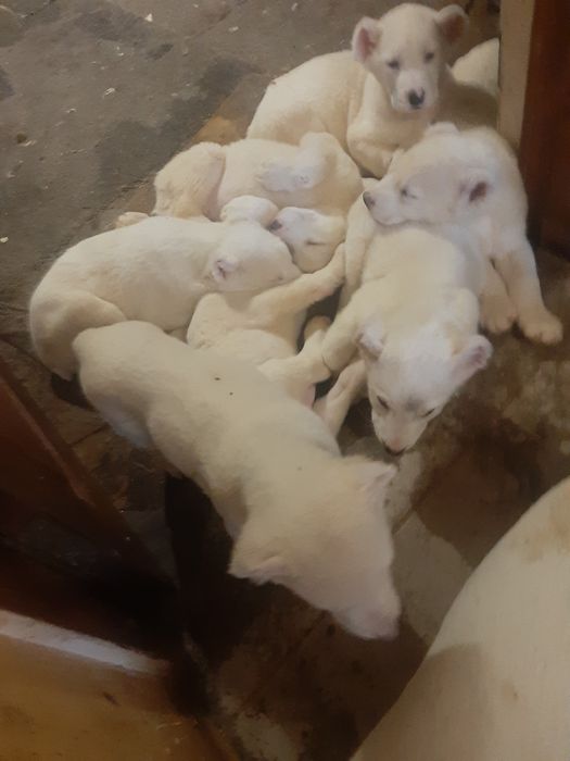 Тато Джоньо.Мама Стела.