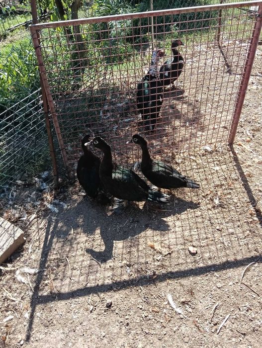 Vendo patos mudos