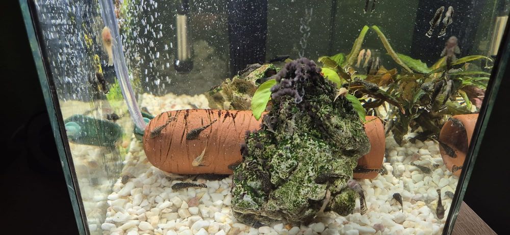 Glonojad , molinezja , krewetka - własna hodowla