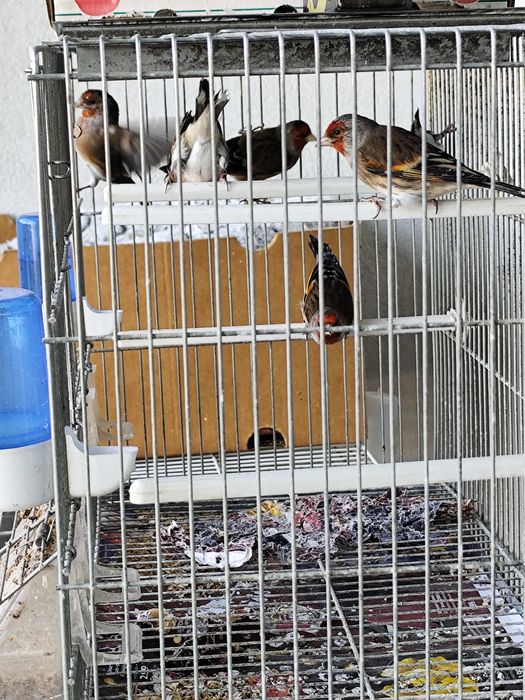 travessos híbridos machos