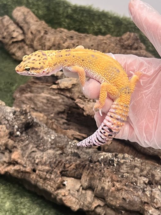 Gekon lamparci z terrarium