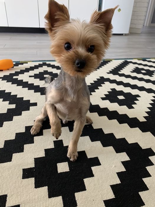 В‘язка йоркширський терʼєр