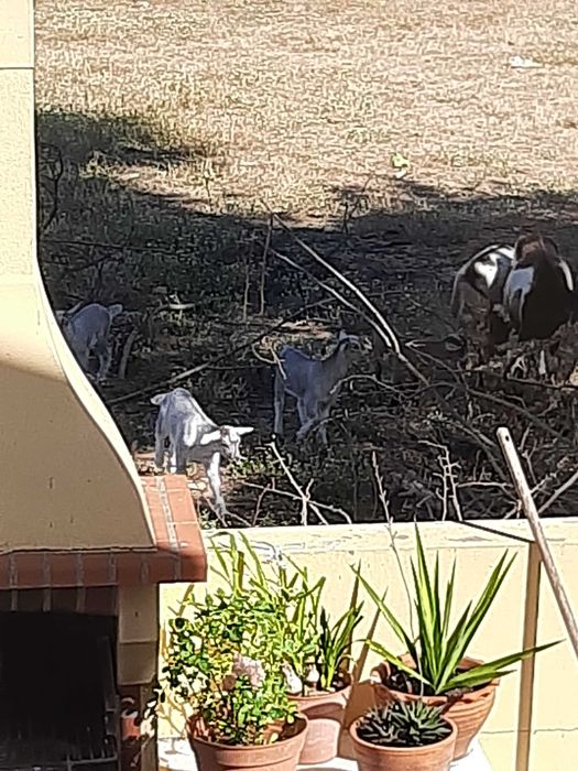 Animais ovinos e caprinos