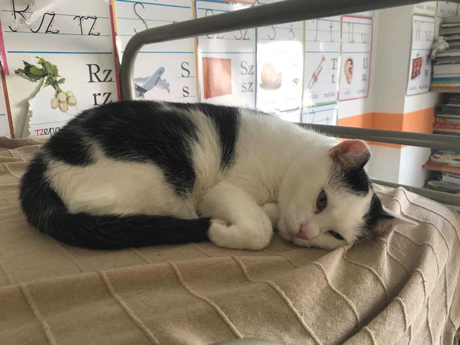 Kotka Czesia szuka cudownego domku