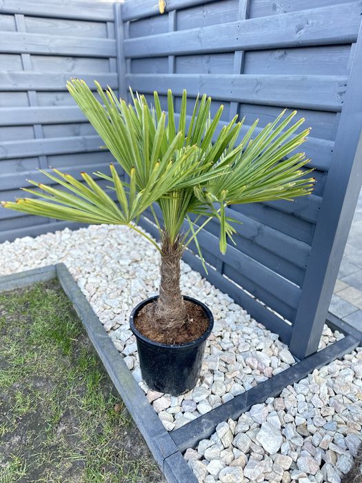 Palma Trachykarpus fortunei 100/120 cm pien 30 DUŻA!