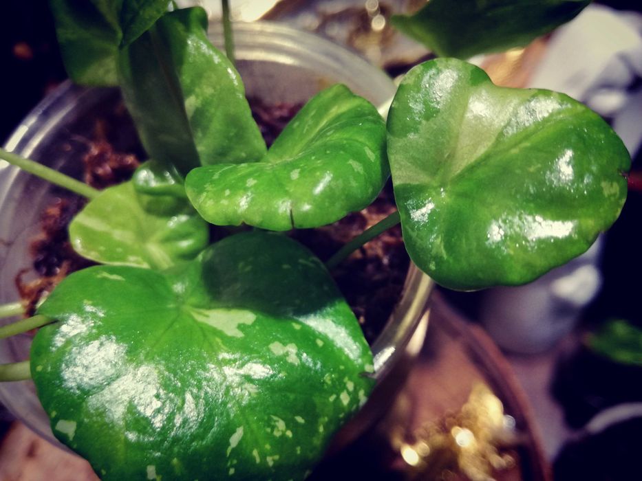 Pilea Albo Variegata roś UNIKAT Drzewko Szczęścia i pieniędzy monstera