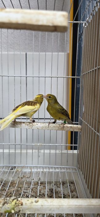 Canarios llarguet  espanhois