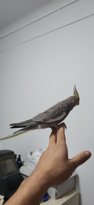 Caturra criada a mão