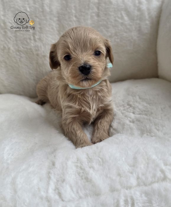 Maltipoo F1 maltańczyk, pudel toy suczka