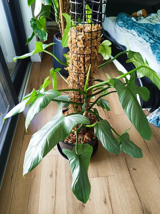 Filodendron hastatum silver Queen, kilka sadzonek