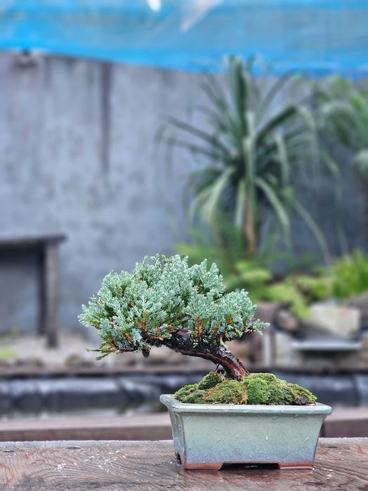 Bonsai juniperus blue