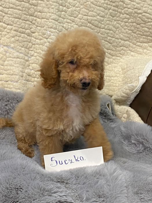 Sprzedam piękne cockapoo