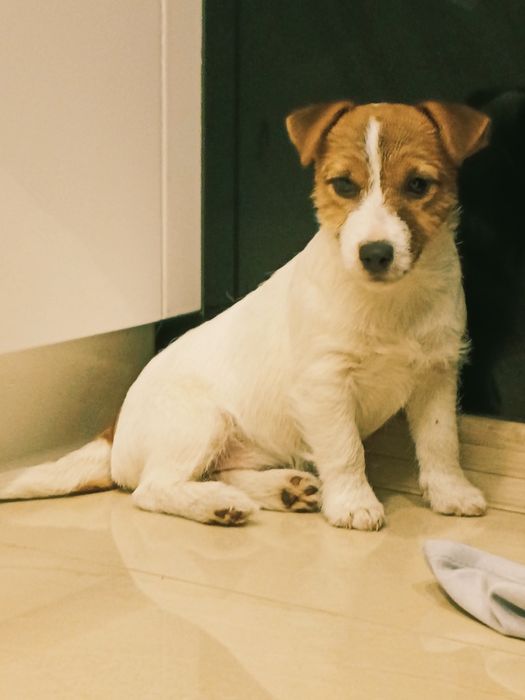 Jack Russell Terrier suczka