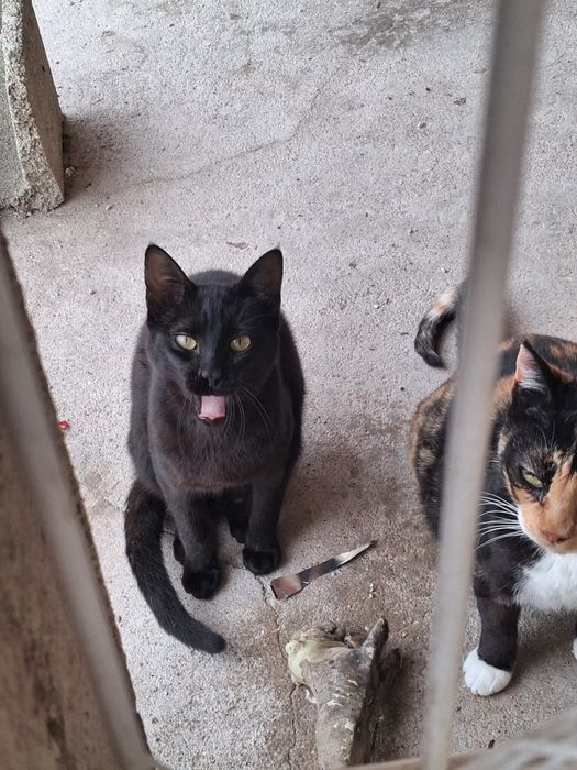 Gatos jovens para adoção responsável