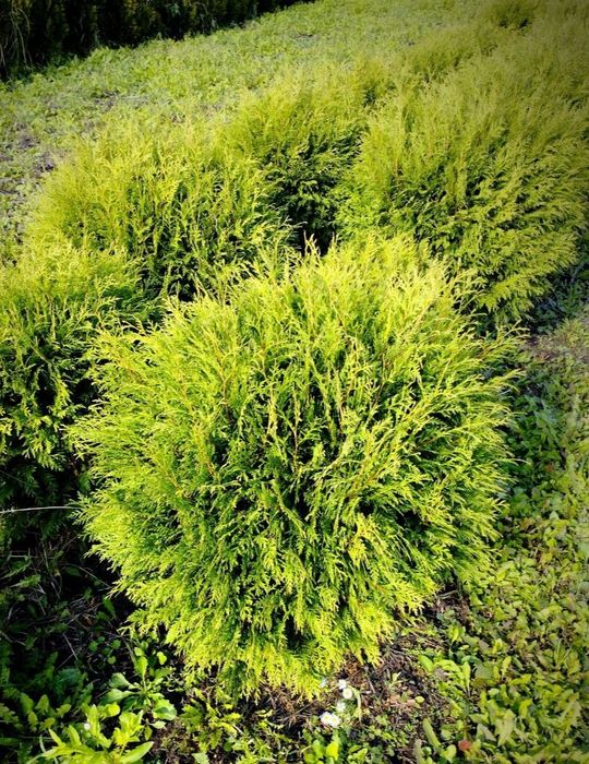 Туя західна Globosa (куля) , діаметр 60-80см - 450грн