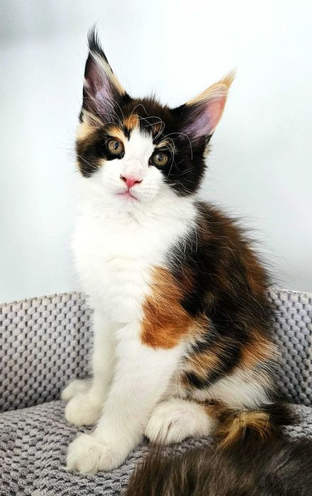 Kotka Maine Coon
