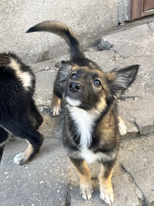Щенок 3 месяца девочка