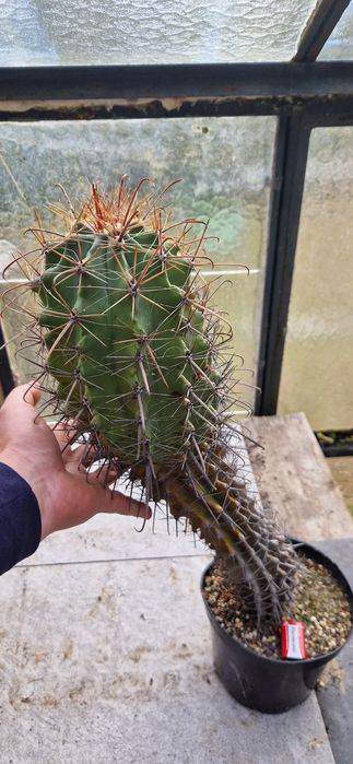 Kaktus Ferokaktus 50 cm
