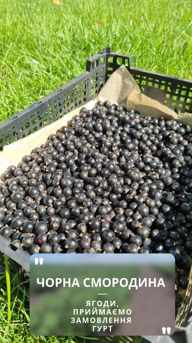Ягоди чорної смородини  (ГУРТ)