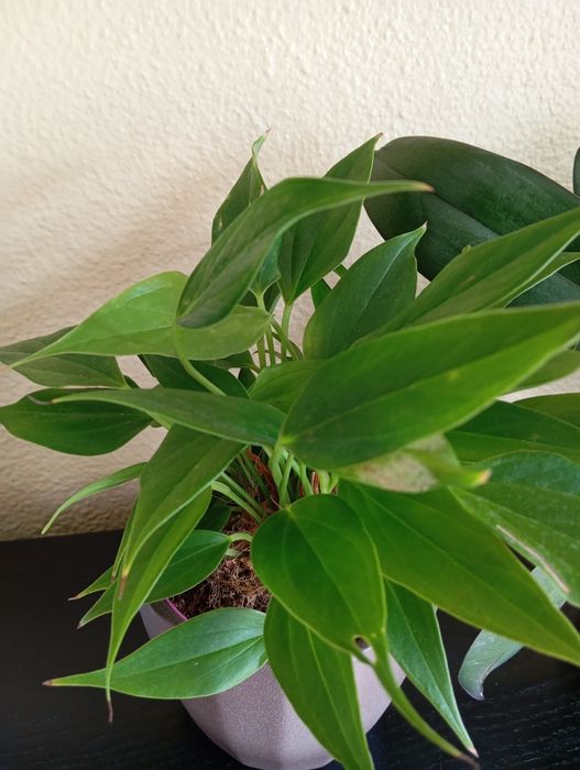 Plantas naturais 3 a 6 euros