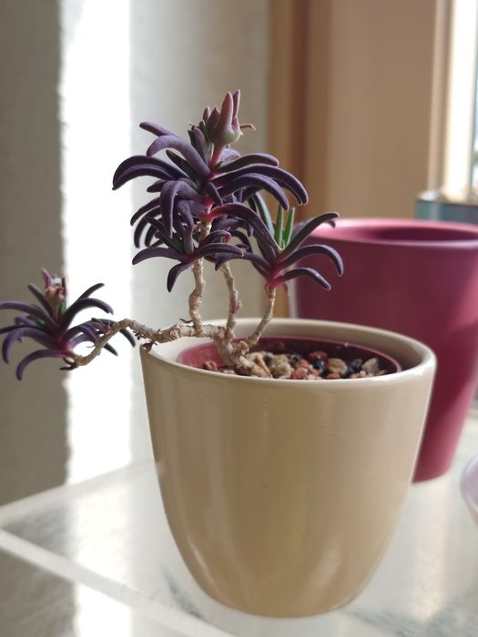 Delosperma bosseranum kaudeks sukulent w osłonce ceramicznej dekoracja