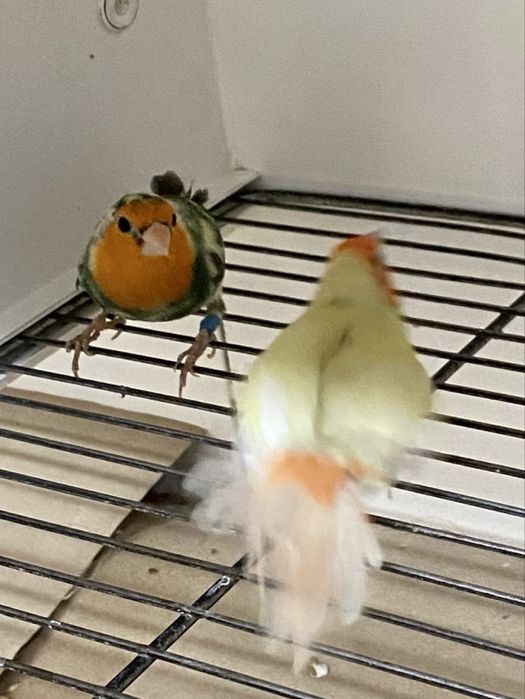 Diamantes papagaios, verde mar, áqua e lutinos