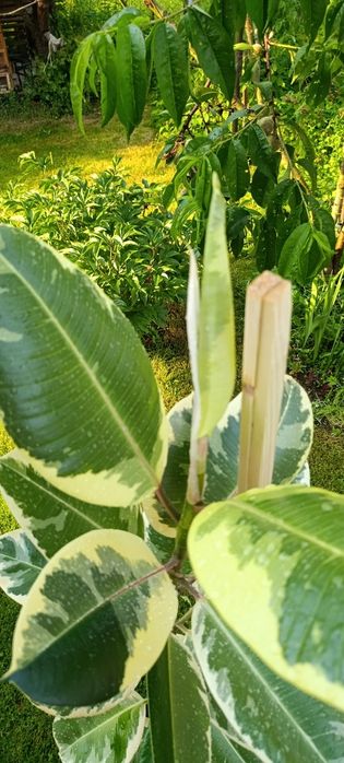 Фікус Тінеке (Ficus Tineke)