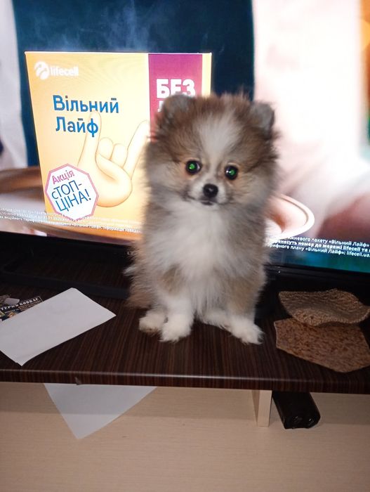 Померанский шпиц