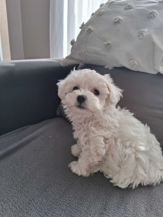 Maltipoo śliczne szczenięta