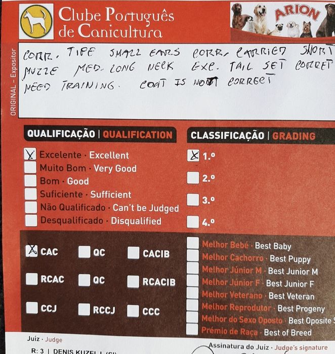 Spitz Alemão Anão Branco (Lulu da Pomerânia mini)