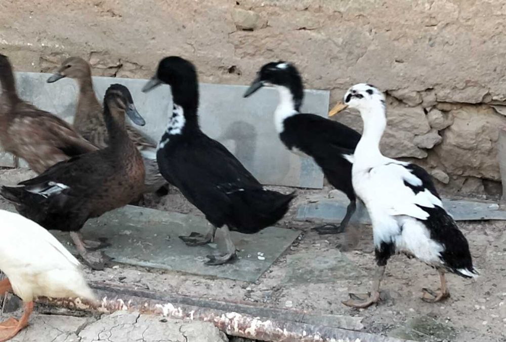 Patos de várias raças