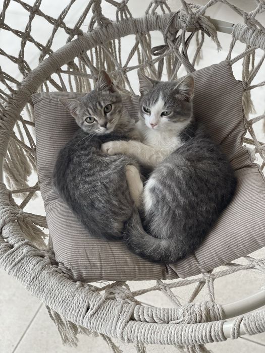 Котеня шукають сімʼю