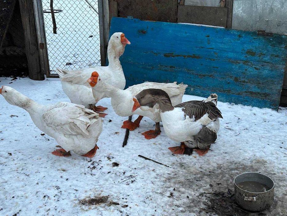 Гусята "Холмогори"