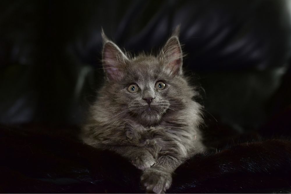 Котята Мaine Coon