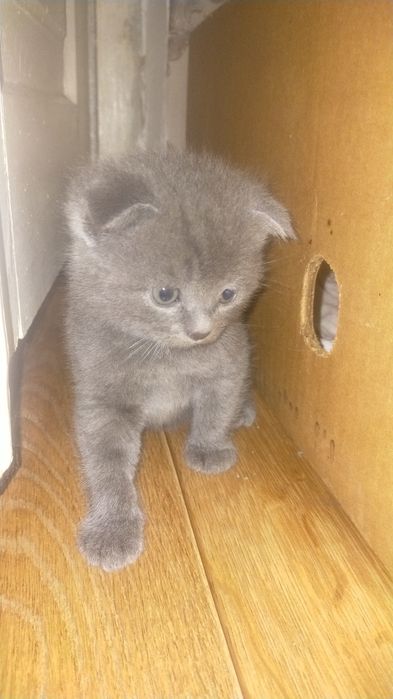 Продам чистокровні шотландські кошенятакошенята