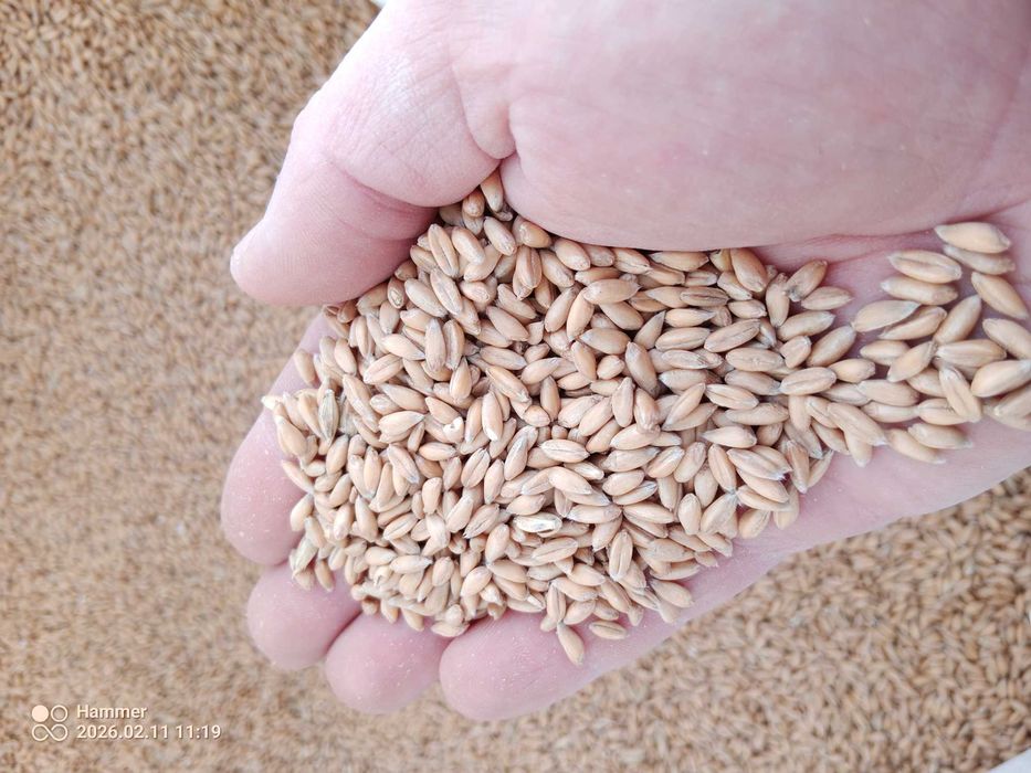 Orkisz Ekologiczny schwabenkorn Wybukowany z certyfikatem