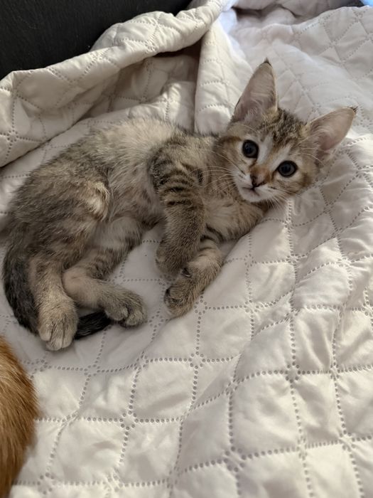 Gatos para adoção