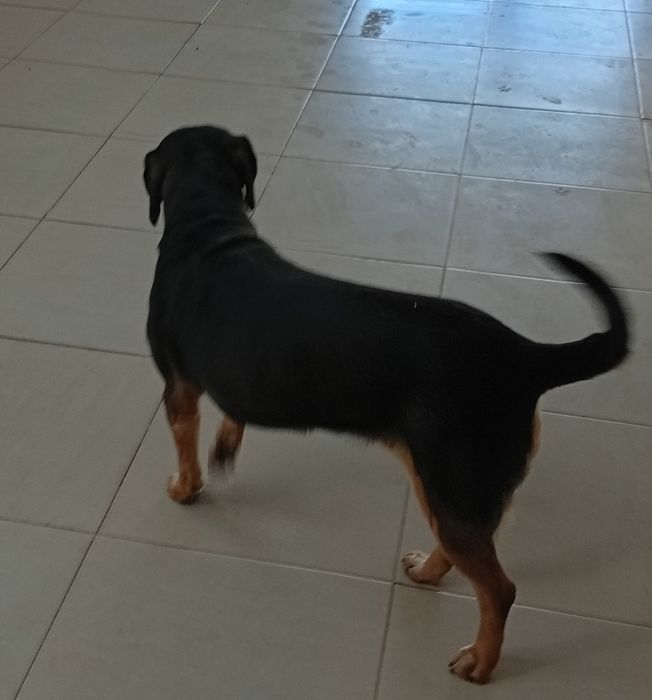 Cadela para adoção