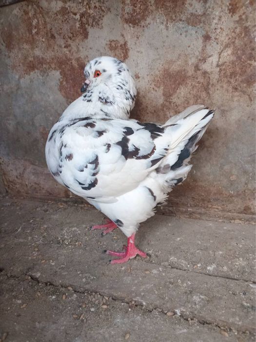 Golebie Kingi Samica