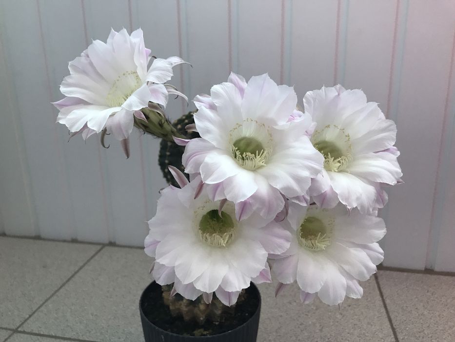 Кактуси в ринках