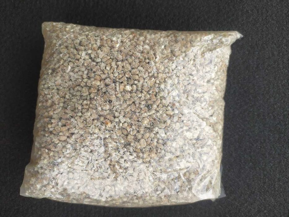 Grzybnia Ziarnista Pieczarka biała