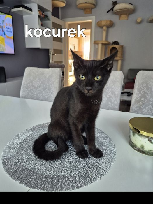 Kocurek do adopcji
