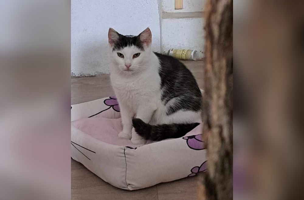 Prześliczna kotka marzy o domu!