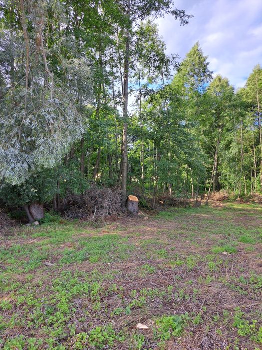 Drewno opałowe - tanio